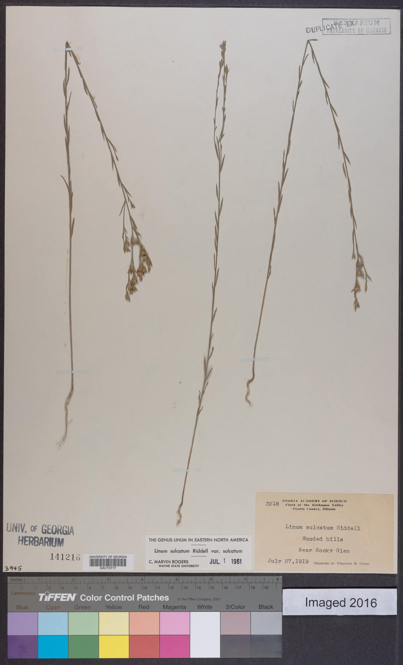 Linum sulcatum var. sulcatum image