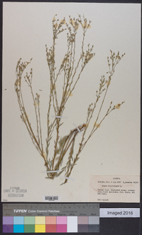 Linum virginianum image