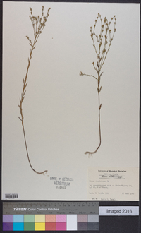 Linum virginianum image