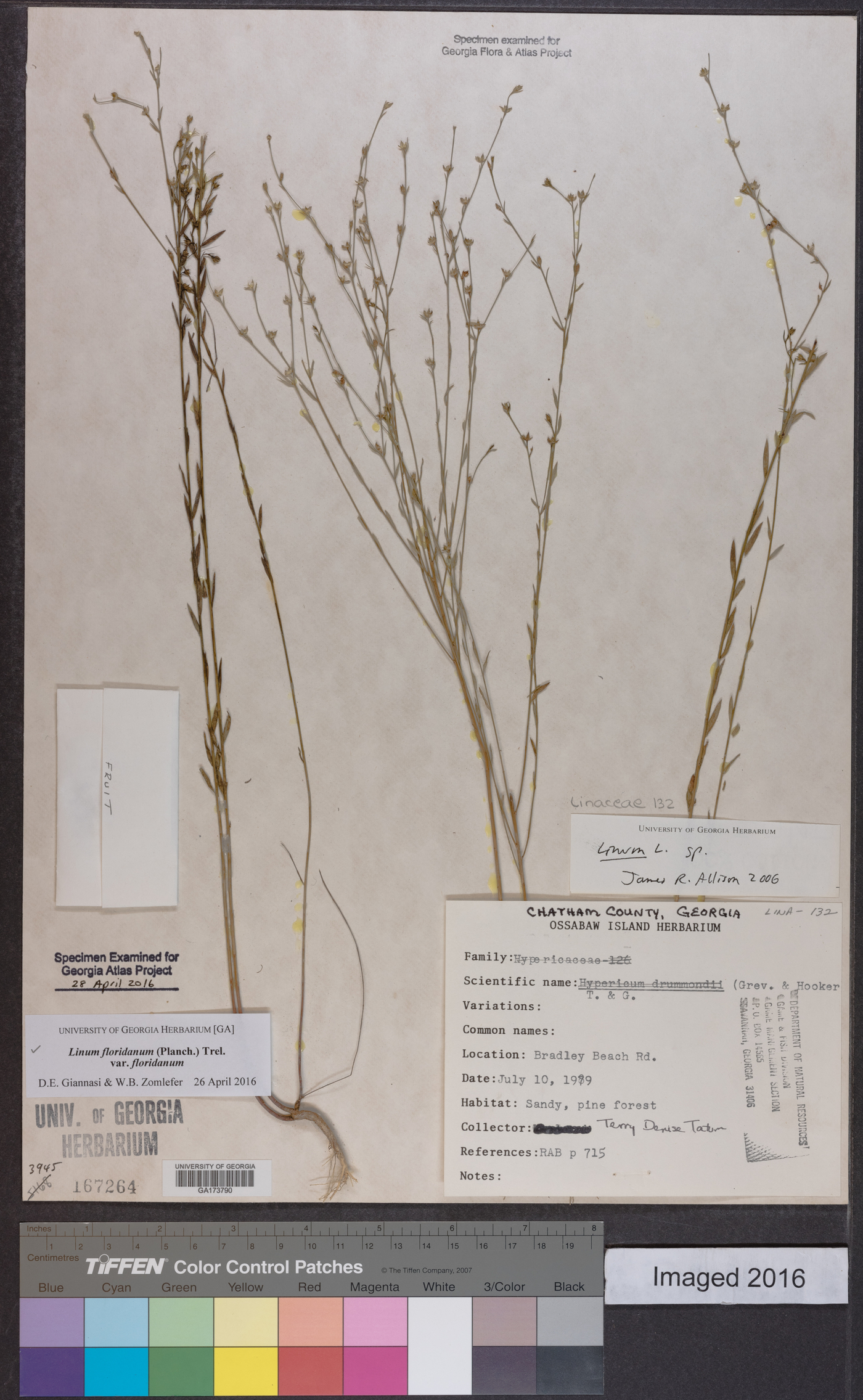 Linum floridanum var. floridanum image