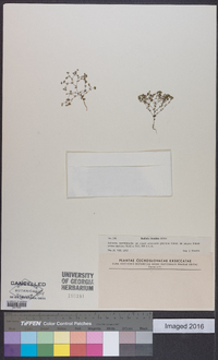 Radiola linoides image