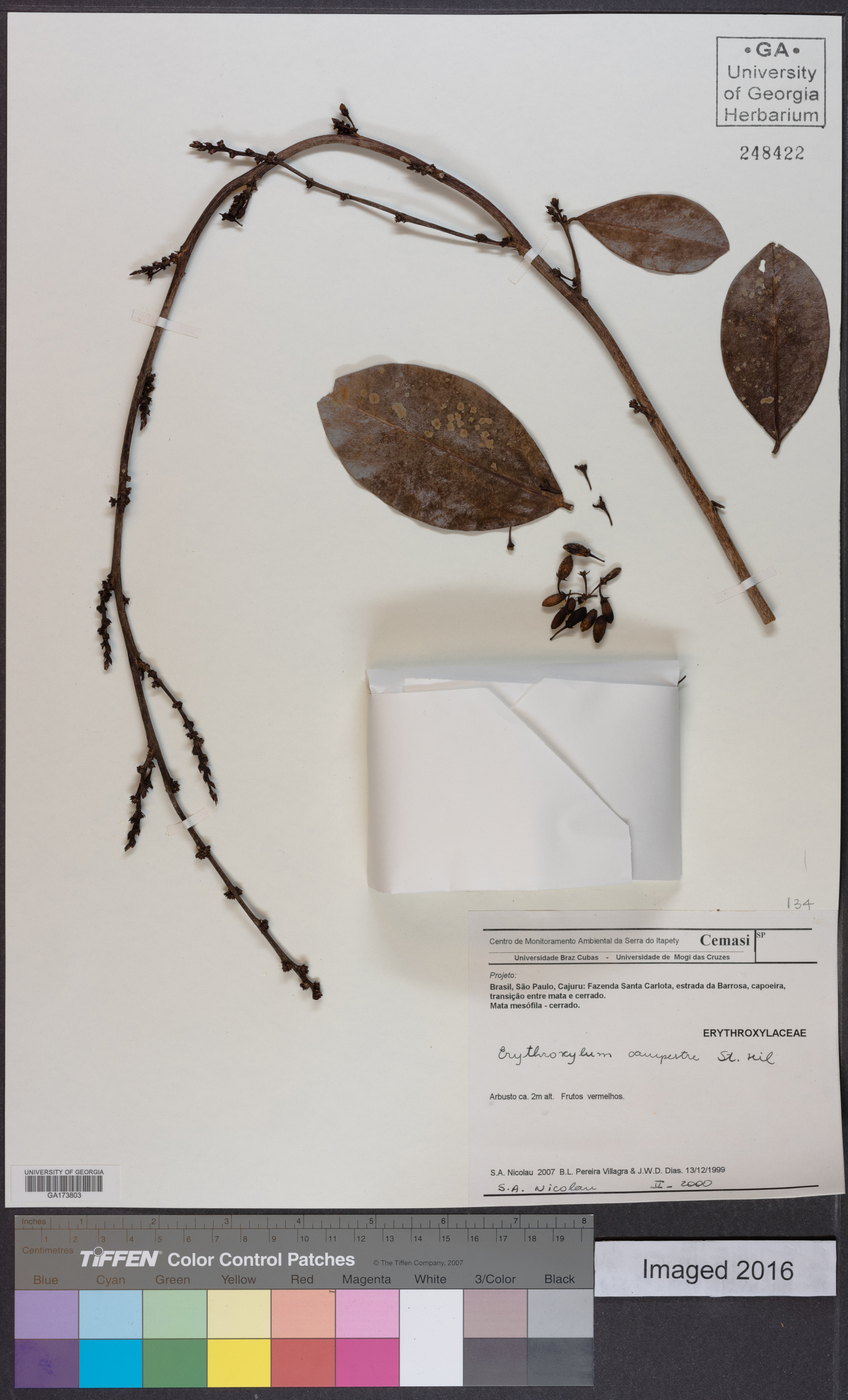 Erythroxylum campestre image