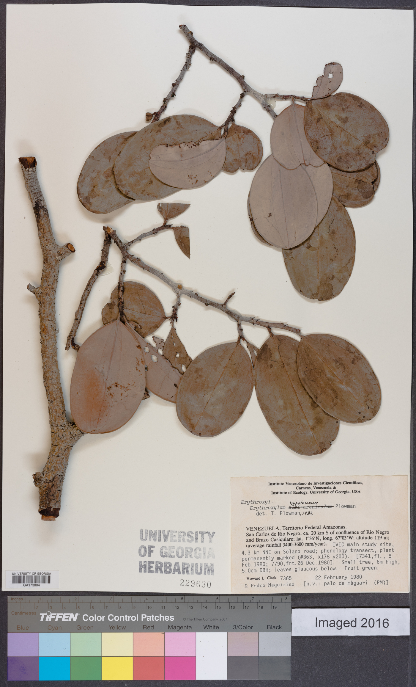 Erythroxylum hypoleucum image