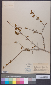 Erythroxylum brevipes image