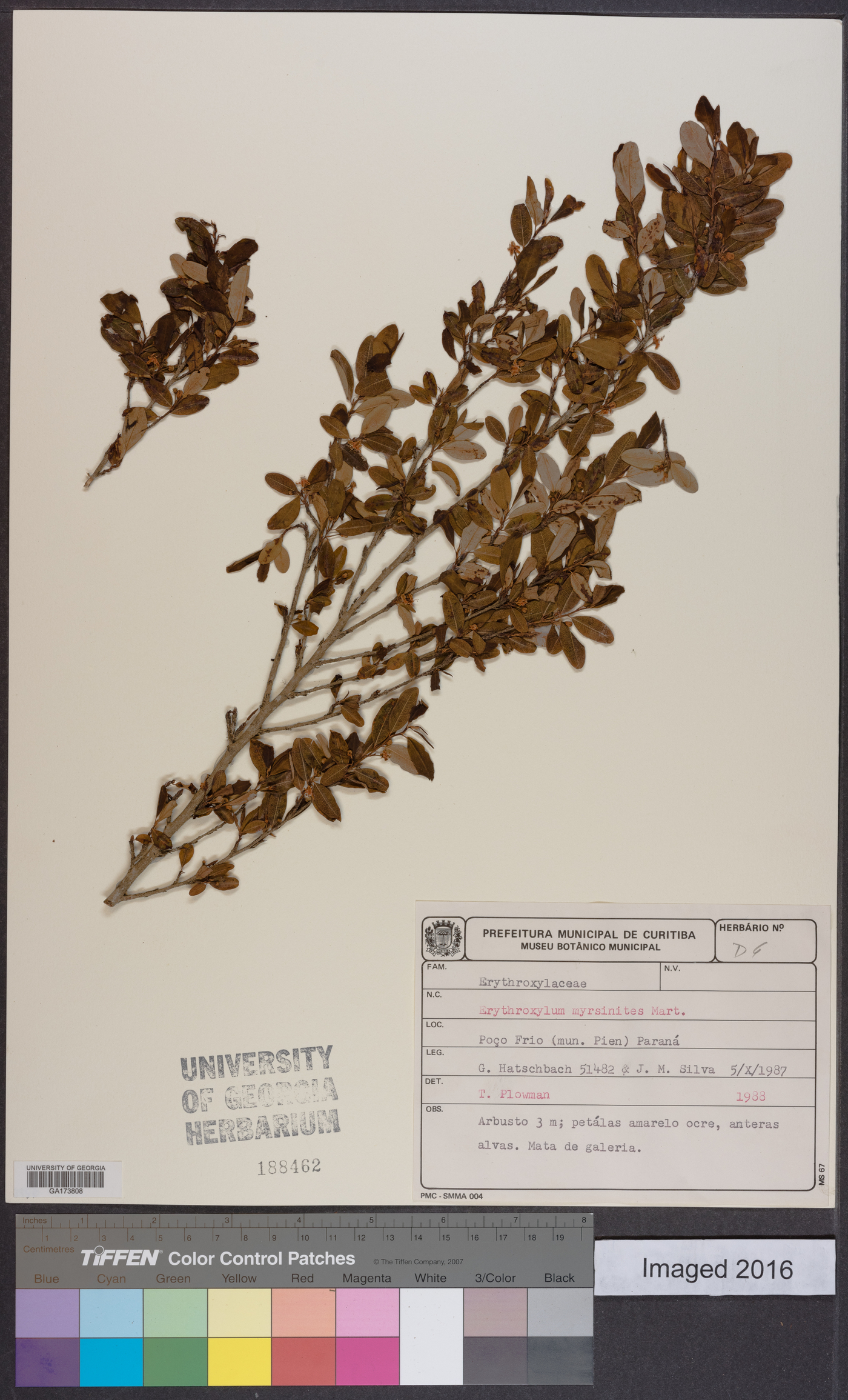Erythroxylum myrsinites image