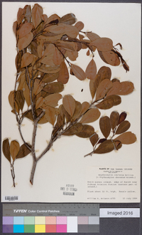 Erythroxylum confusum image