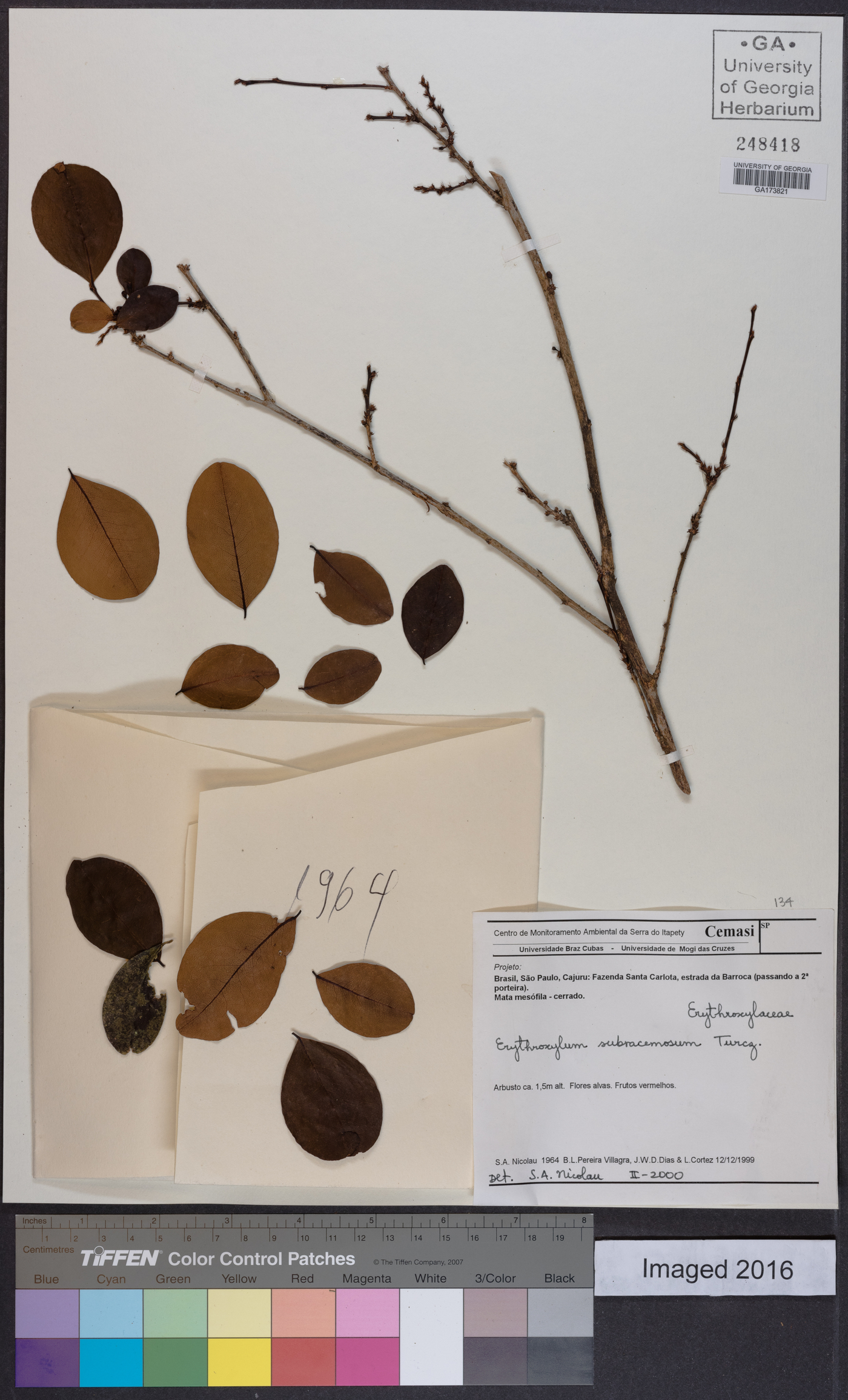 Erythroxylum subracemosum image