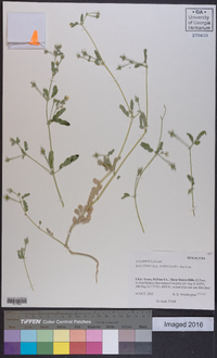 Kallstroemia parviflora image