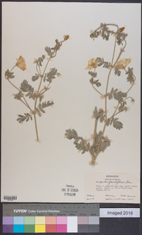 Kallstroemia grandiflora image