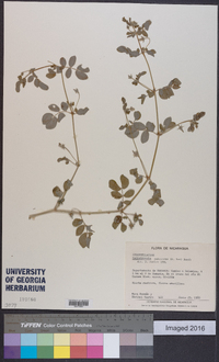 Kallstroemia pubescens image