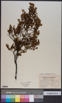 Larrea tridentata image