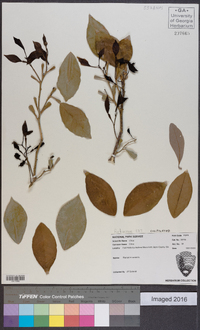 Image Associated With the Occurence
