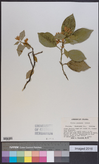 Citrus sinensis image