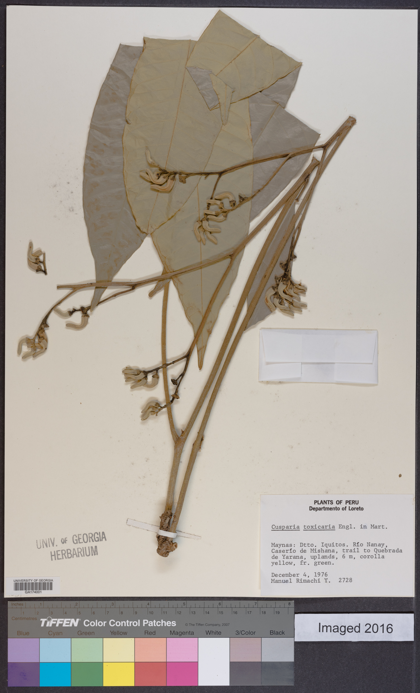 Conchocarpus toxicarius image