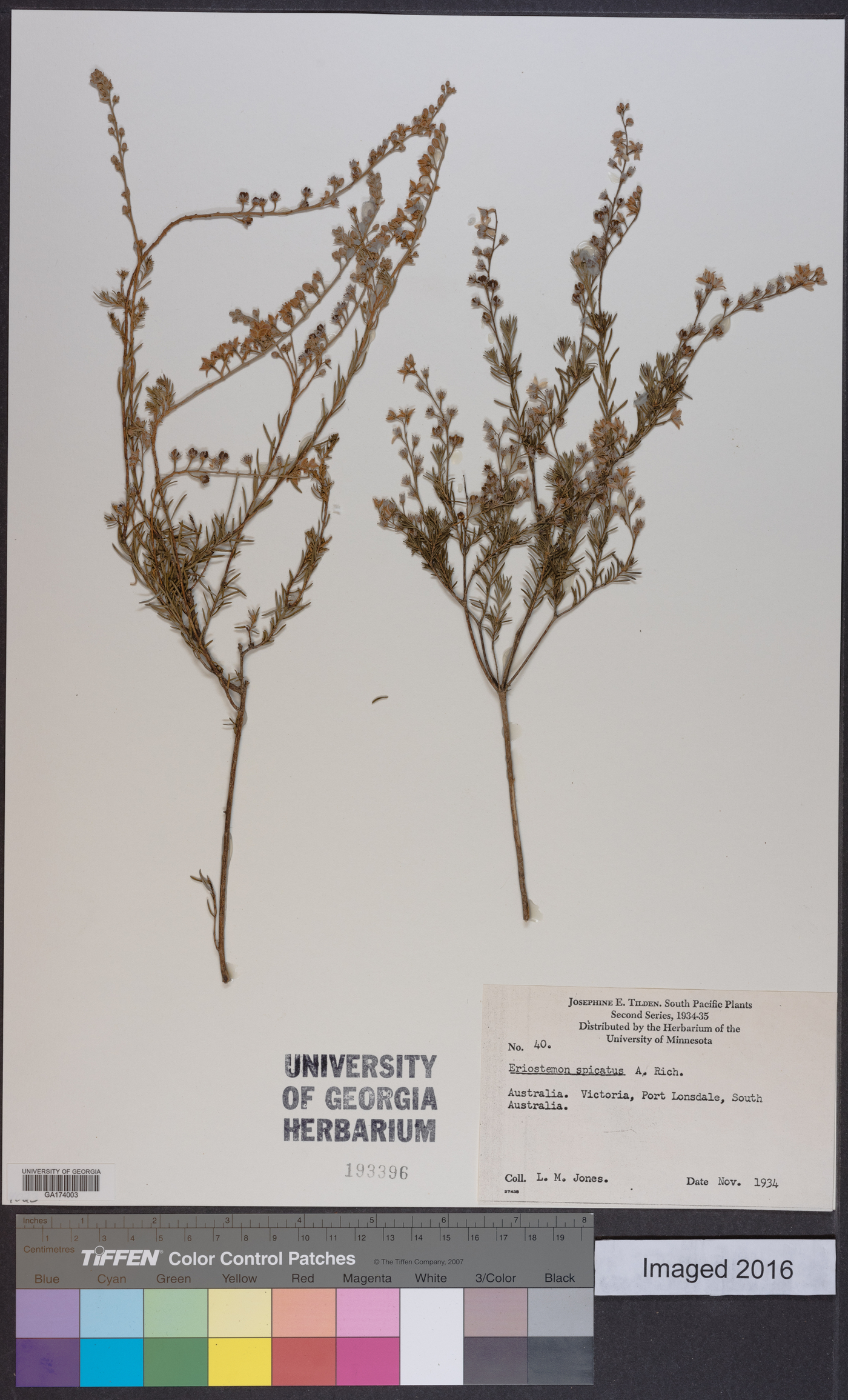 Eriostemon spicatus image