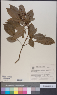 Image of Esenbeckia hieronymi