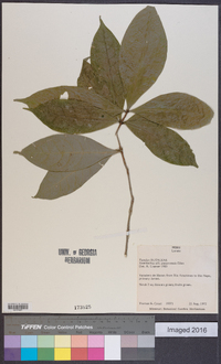 Image of Esenbeckia panamensis