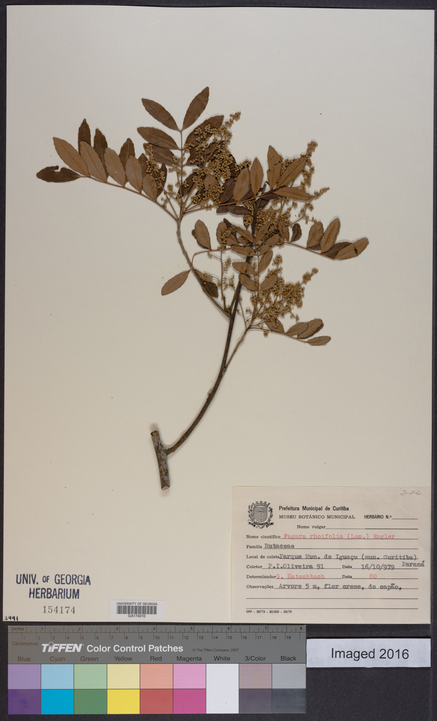 Zanthoxylum rhoifolium image