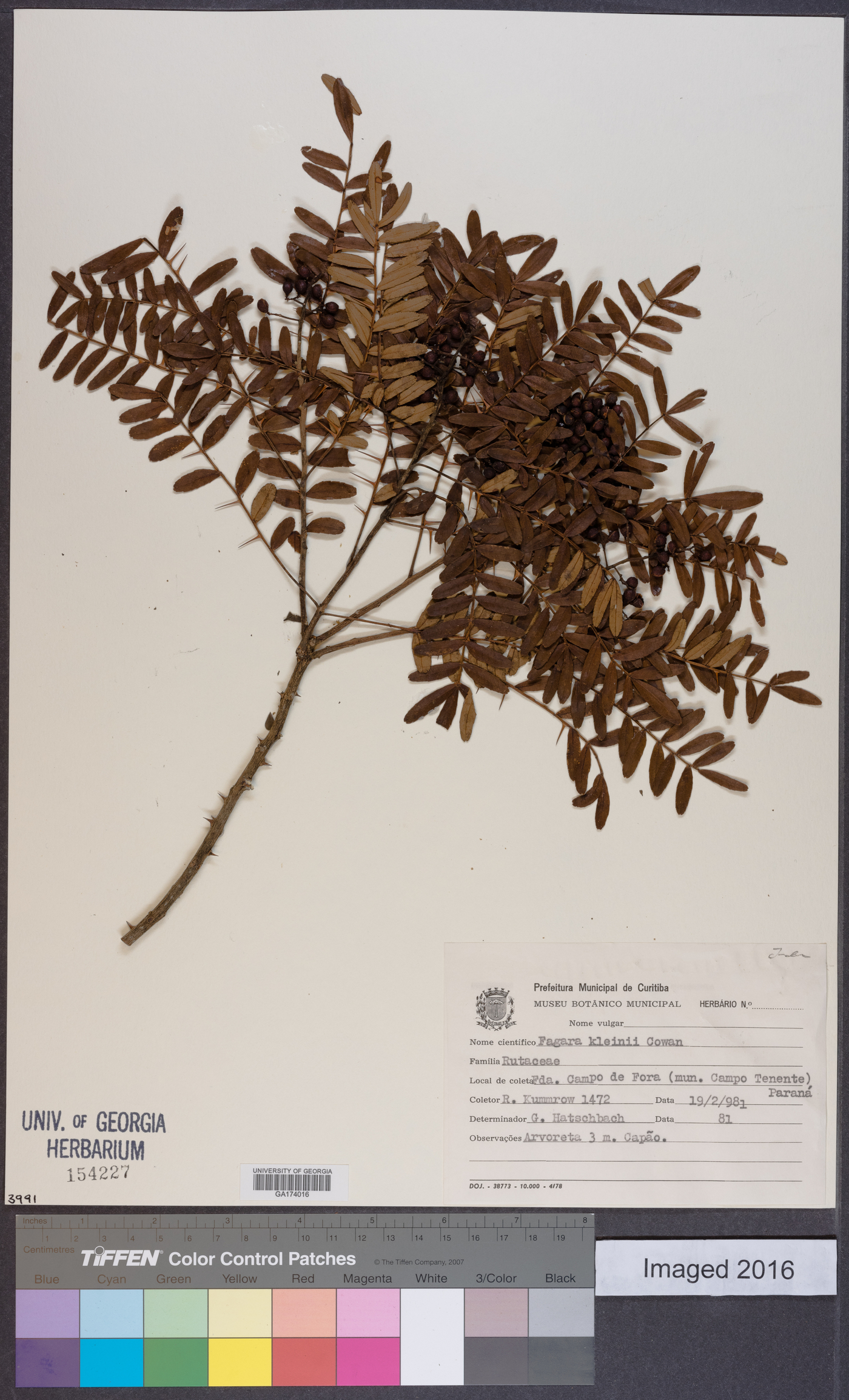 Zanthoxylum kleinii image