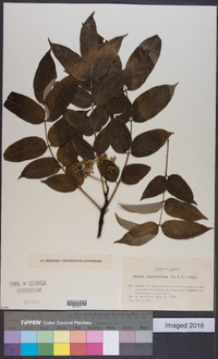 Zanthoxylum ailanthoides image