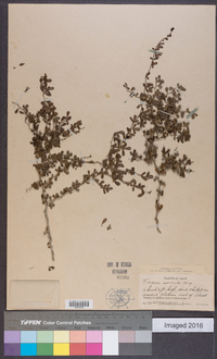 Zanthoxylum tragodes image