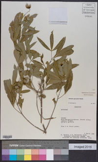 Helietta apiculata image