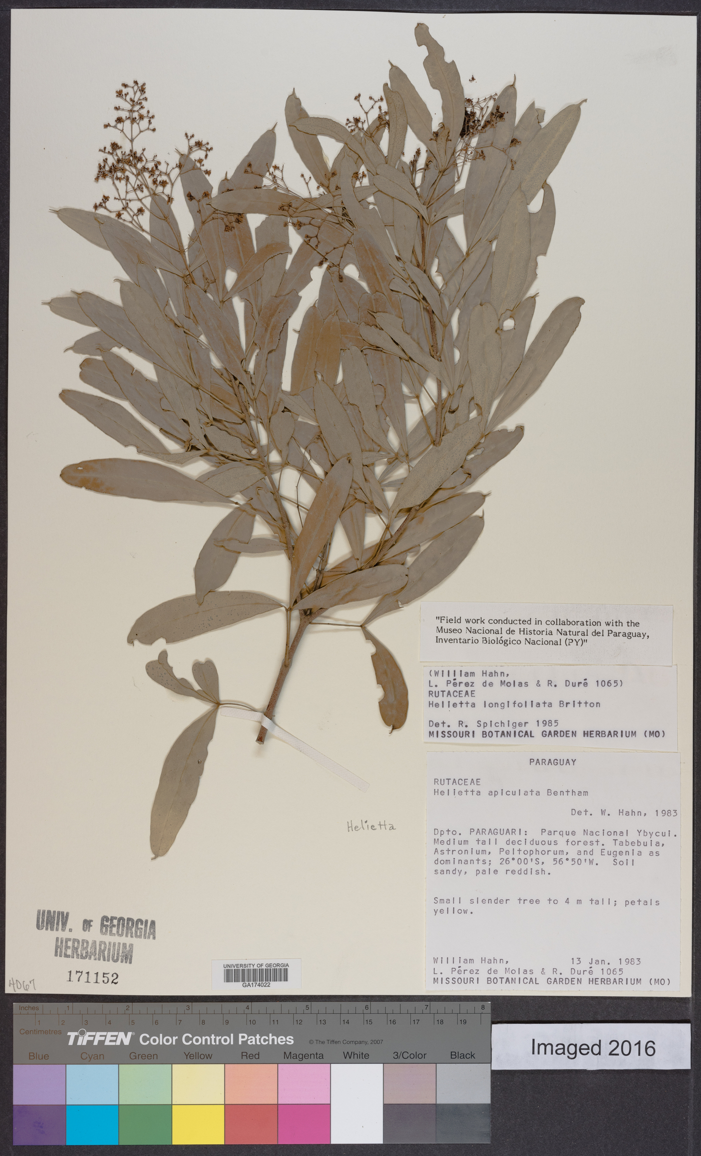 Helietta apiculata image