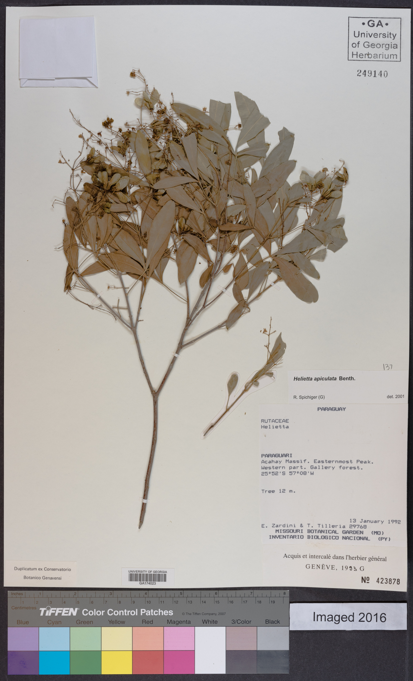 Helietta apiculata image