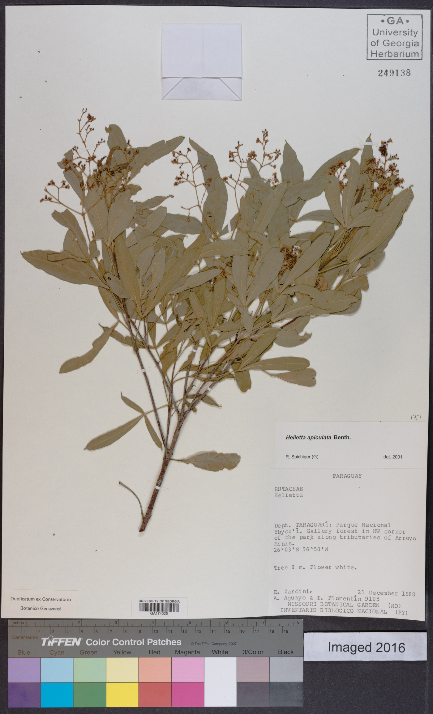 Helietta apiculata image