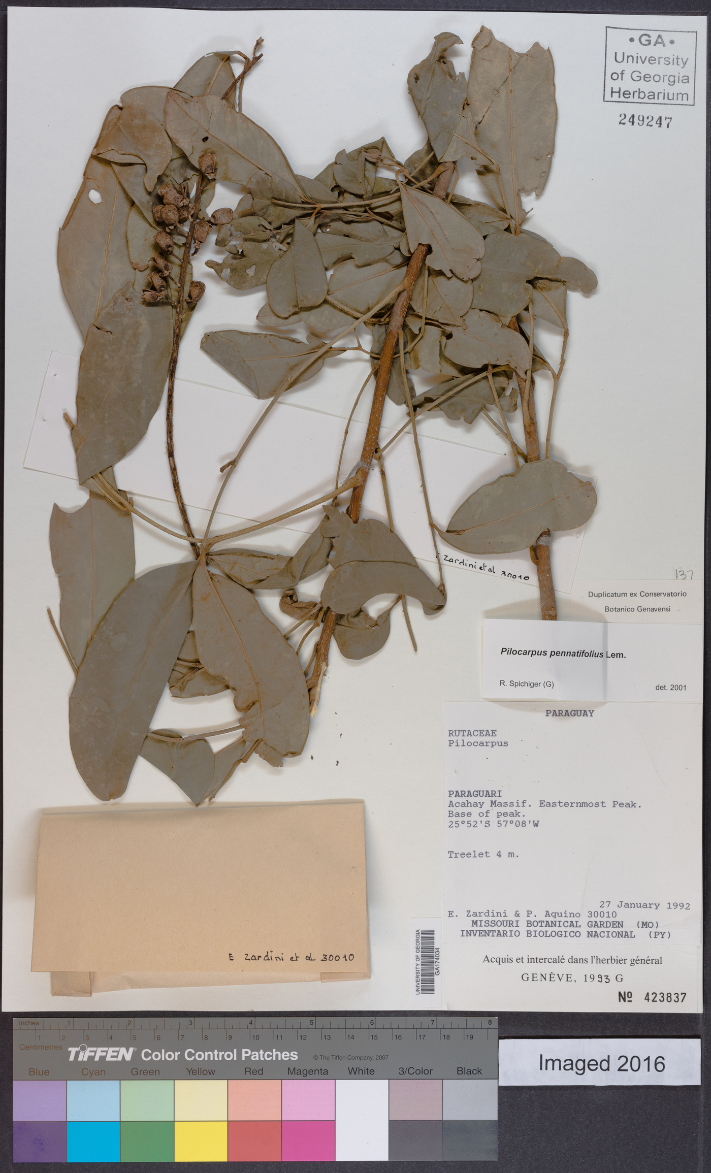 Pilocarpus pennatifolius image