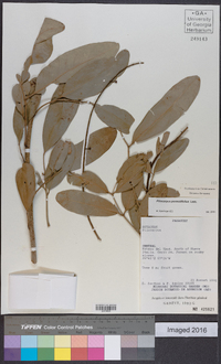 Pilocarpus pennatifolius image