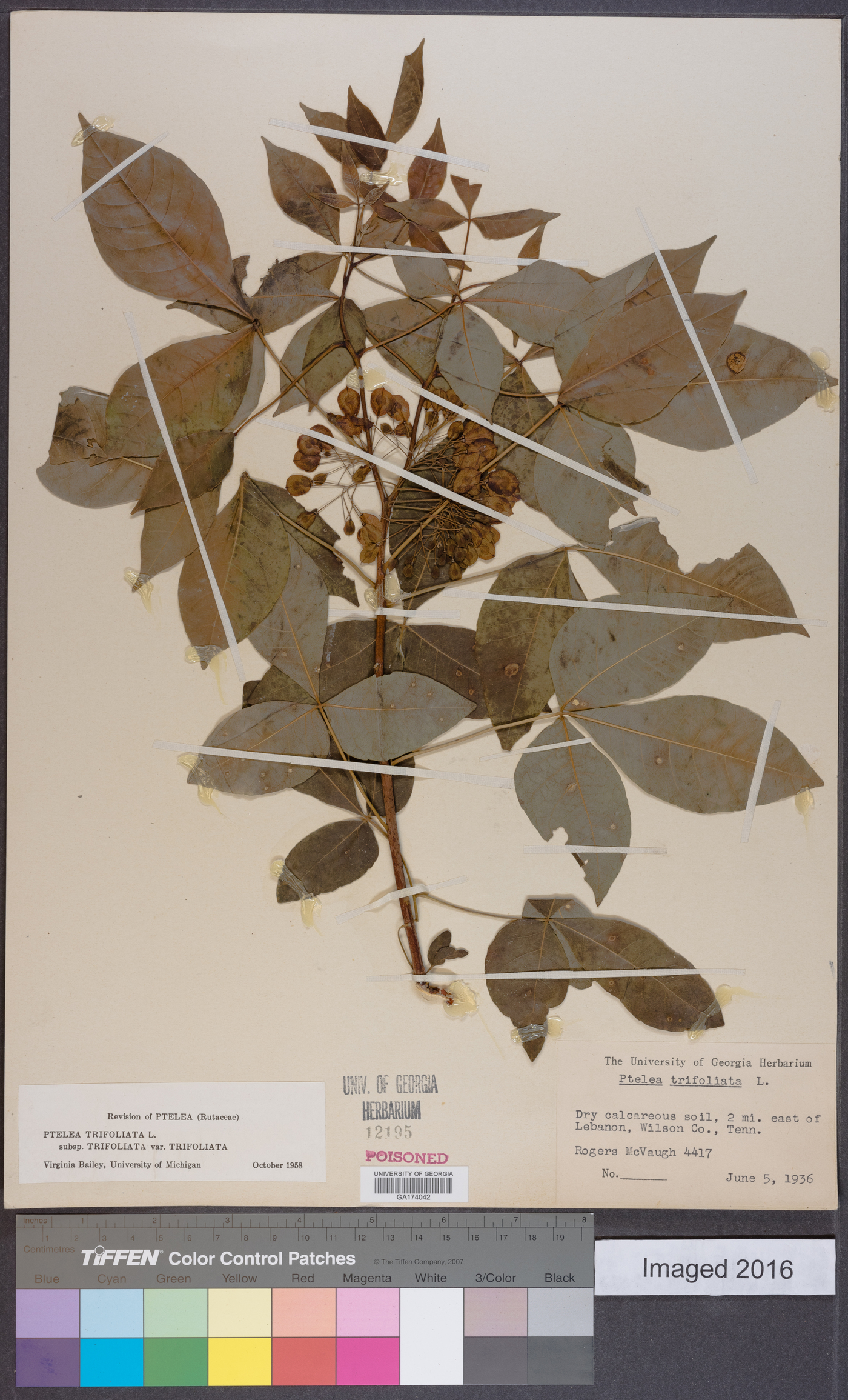 Ptelea trifoliata subsp. trifoliata image