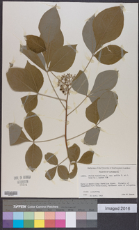 Ptelea trifoliata var. mollis image