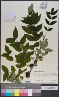 Zanthoxylum americanum image