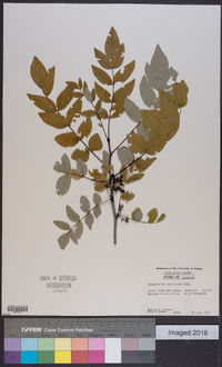 Zanthoxylum americanum image