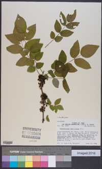 Zanthoxylum americanum image