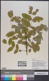 Zanthoxylum americanum image