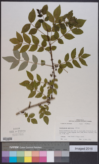 Zanthoxylum americanum image