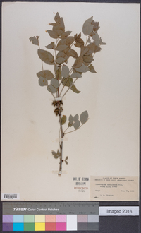 Zanthoxylum americanum image