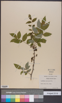 Zanthoxylum americanum image