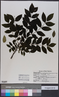 Zanthoxylum americanum image