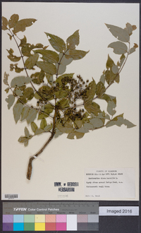 Zanthoxylum clava-herculis image