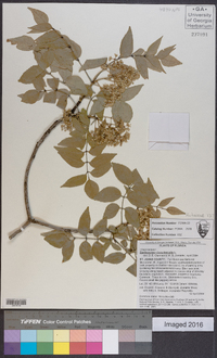 Zanthoxylum clava-herculis image