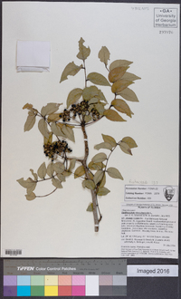 Zanthoxylum clava-herculis image