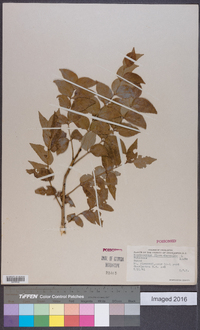 Zanthoxylum clava-herculis image