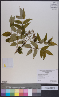 Zanthoxylum clava-herculis image