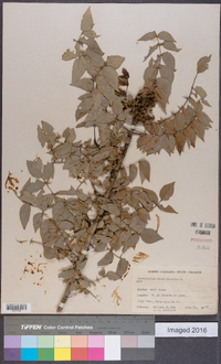 Zanthoxylum clava-herculis image