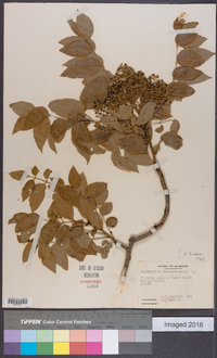 Zanthoxylum clava-herculis image