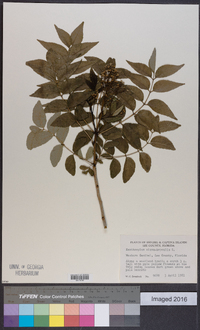 Zanthoxylum clava-herculis image