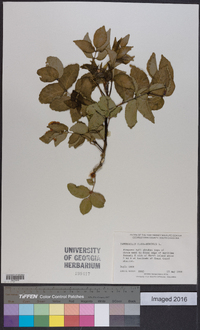 Zanthoxylum clava-herculis image